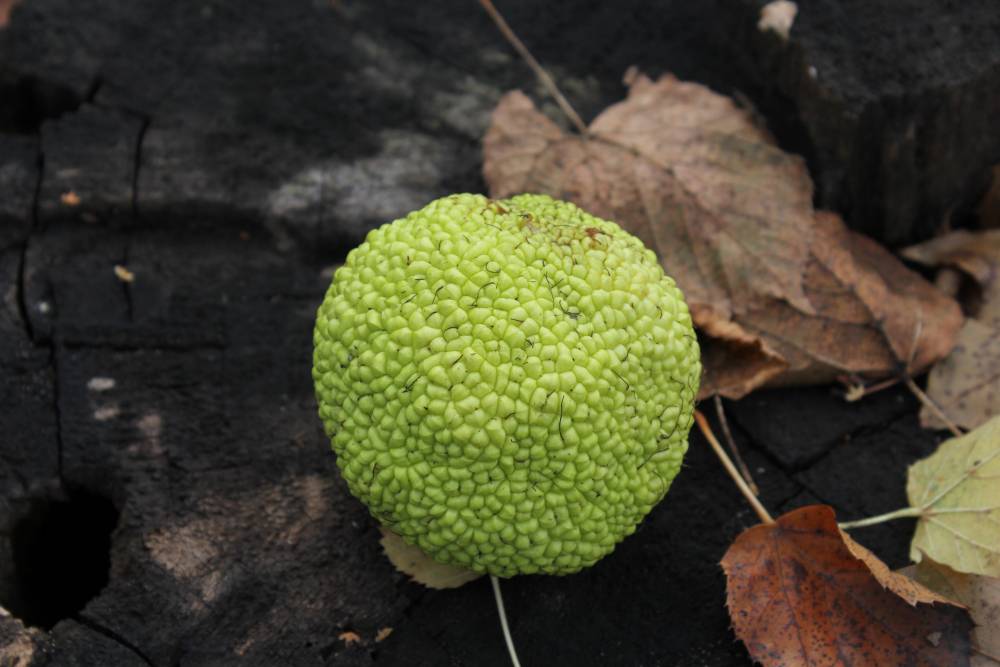 Изображение особи Maclura pomifera.