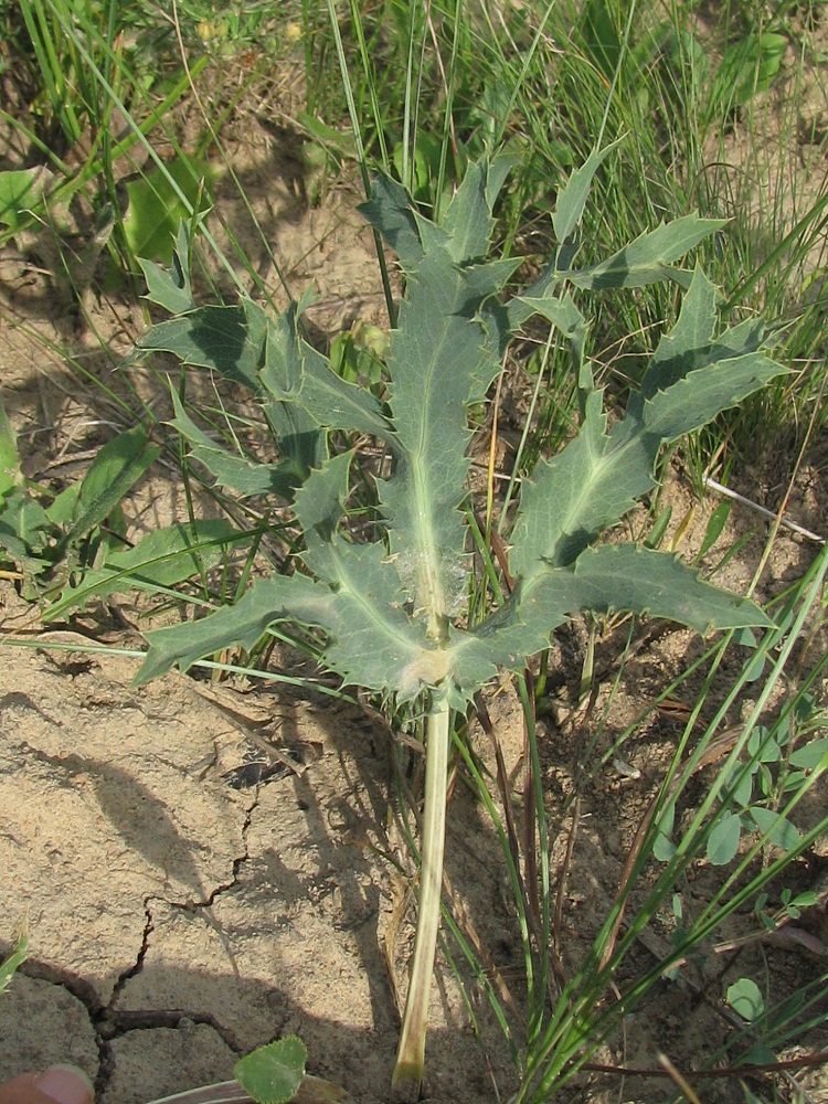 Изображение особи Eryngium campestre.