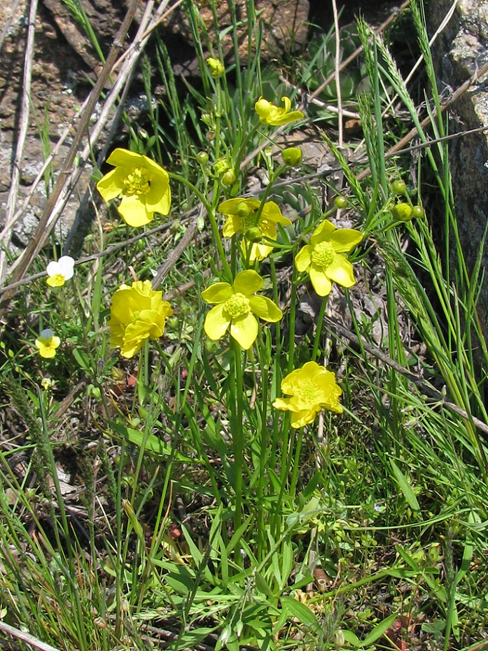 Изображение особи Ranunculus pedatus.