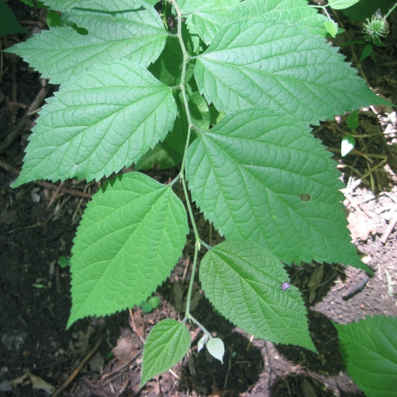 Image of Celtis australis specimen.