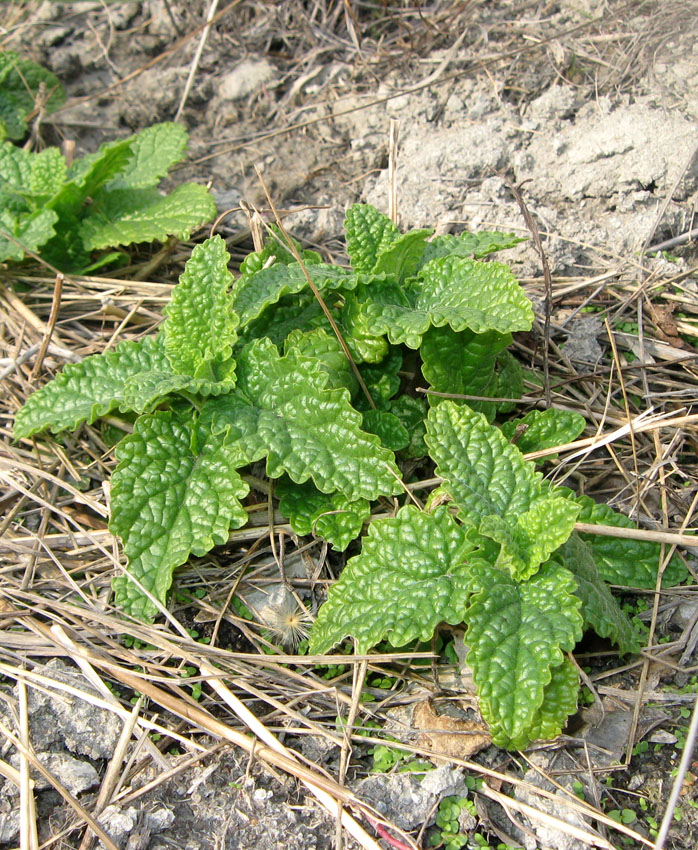 Изображение особи Scrophularia scopolii.