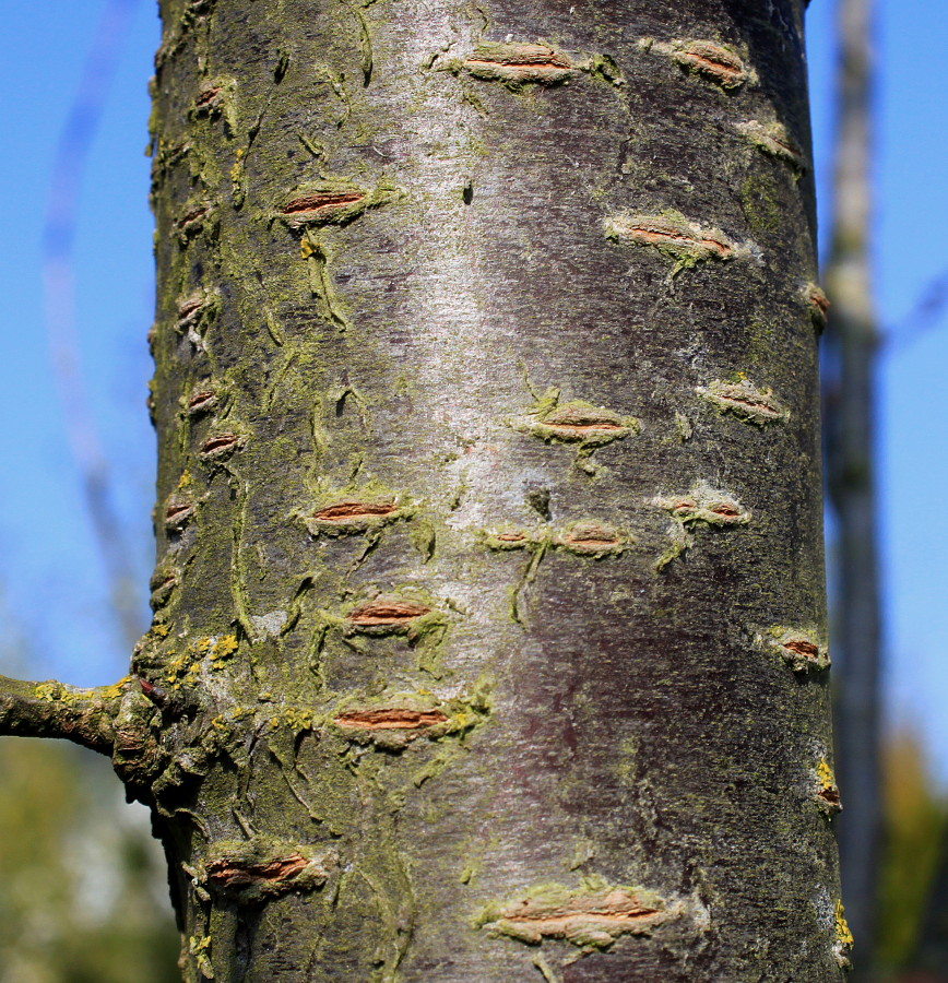 Image of Cerasus sachalinensis specimen.