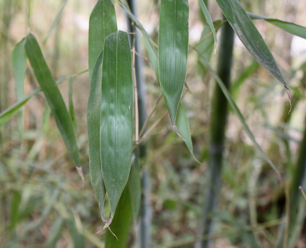 Изображение особи Phyllostachys viridis.