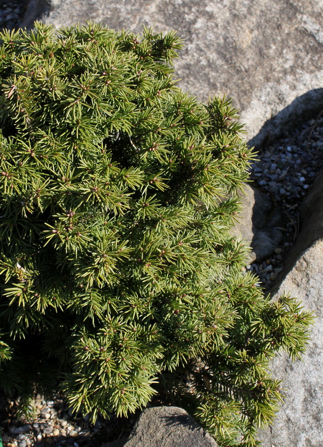 Image of Picea abies specimen.
