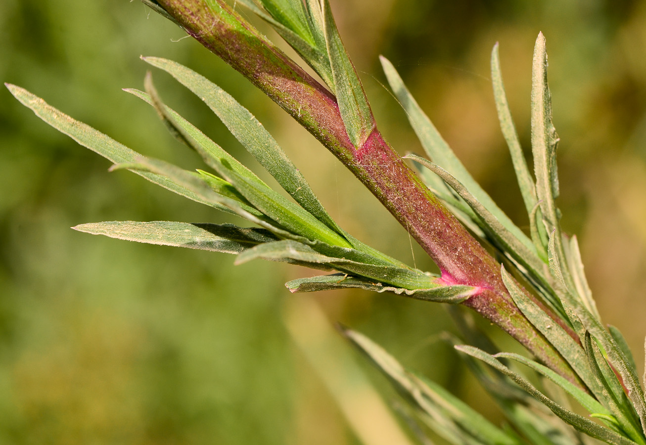 Image of Symphyotrichum subulatum specimen.