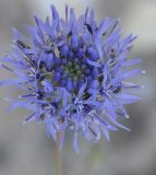 Jasione heldreichii