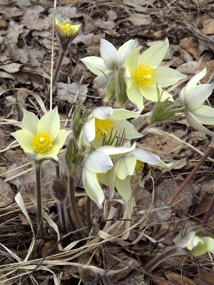 Image of Pulsatilla orientali-sibirica specimen.