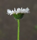 Erigeron compositus. Соцветие. Москва, БС МГУ. 24.05.2013.