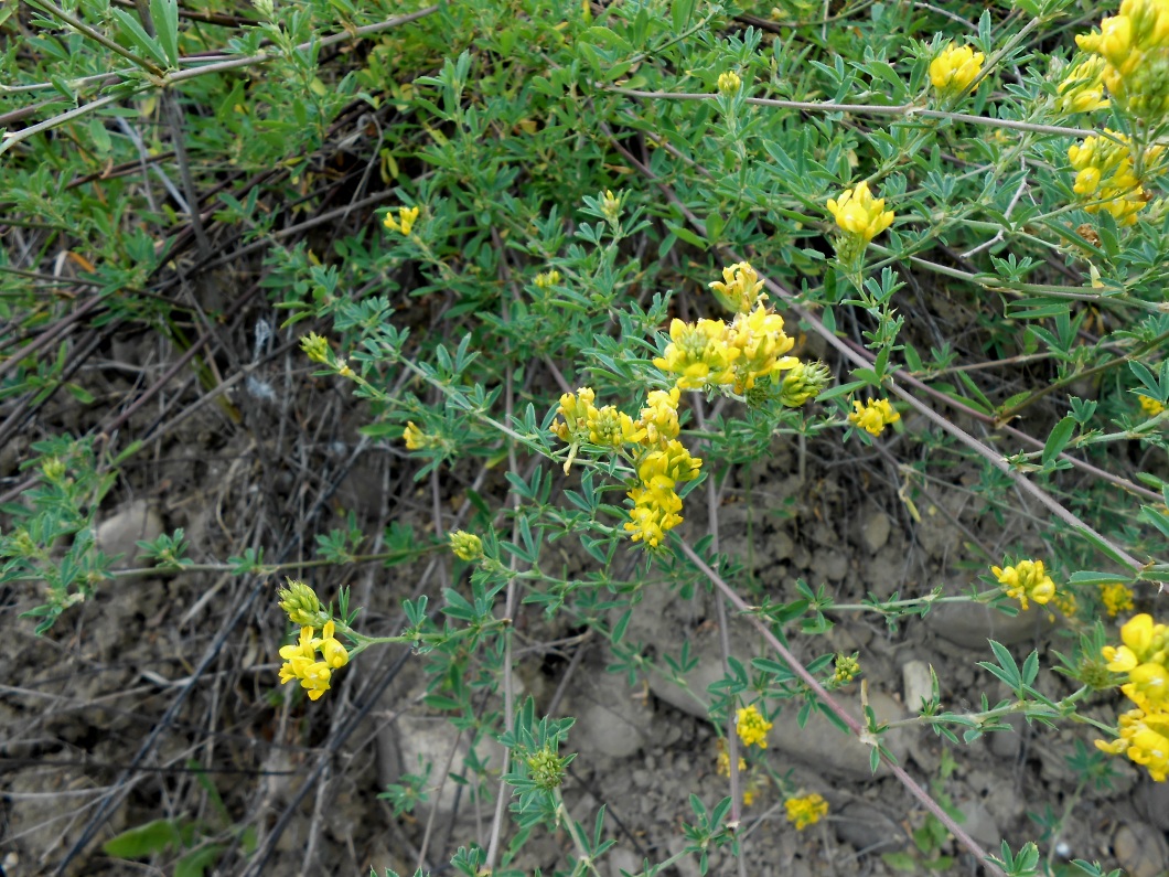 Изображение особи Medicago falcata.