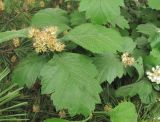 genus Crataegus
