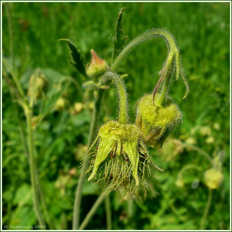 Изображение особи Geum &times; intermedium.