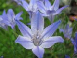 Triteleia laxa