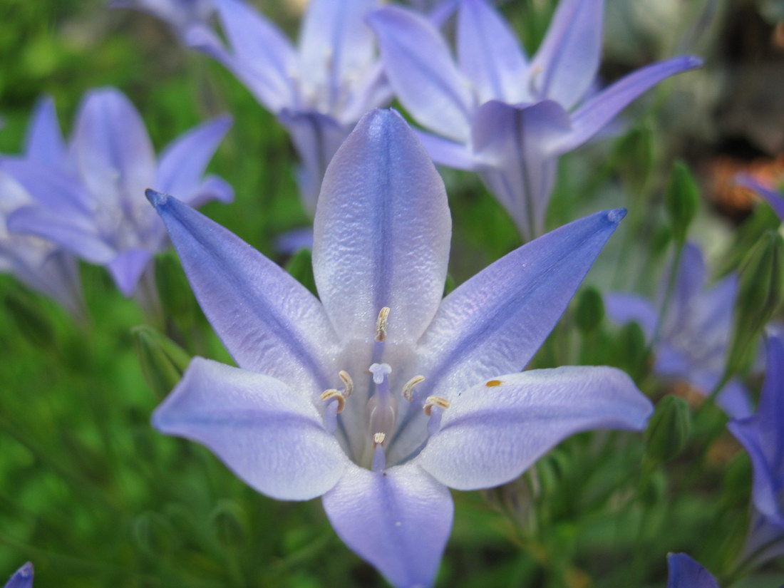 Image of Triteleia laxa specimen.