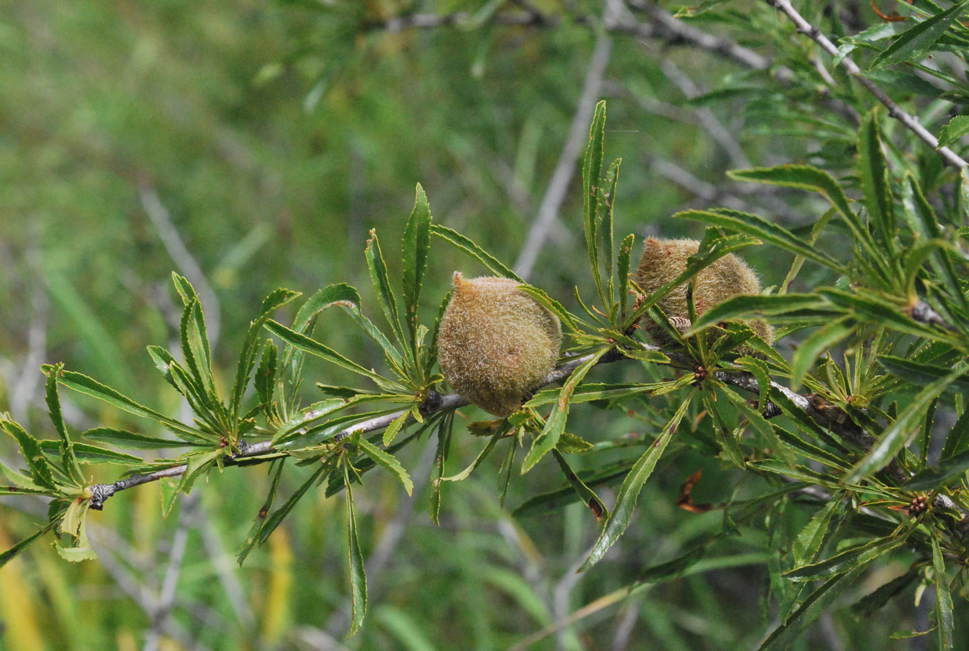 Image of Amygdalus petunnikowii specimen.