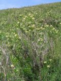 Astragalus xanthotrichos