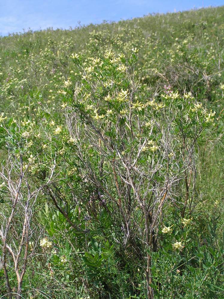 Изображение особи Astragalus xanthotrichos.