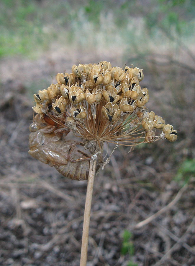 Image of Allium quercetorum specimen.