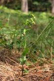 Epipactis persica