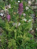 Pedicularis panjutinii. Цветущее растение. Карачаево-Черкесия, Архызский участок Тебердинского заповедника. 24.07.2013.