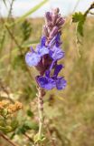 Salvia tesquicola. Соцветие. Украина, Запорожская обл., Мелитопольский р-н, недалеко от пгт Мирное, Национальный историко-археологический заповедник \"Каменная Могила\". 06.08.2013.