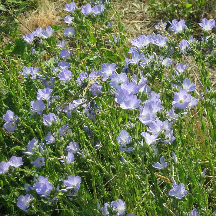 Image of Linum lanuginosum specimen.