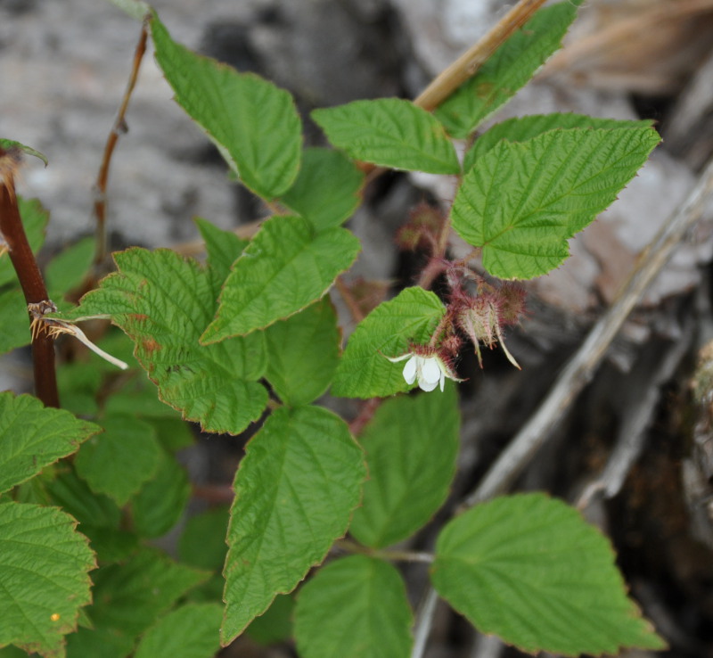 Изображение особи Rubus matsumuranus.