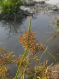 Cyperus fuscus. Верхушка побега с соцветием. Краснодарский край, окр. г. Крымск, берег р. Адагум. 29.08.2013.