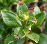 Rhododendron hirsutum