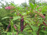 Phytolacca americana