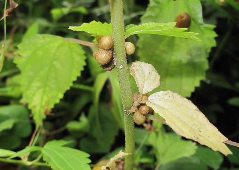 Изображение особи Laportea bulbifera.