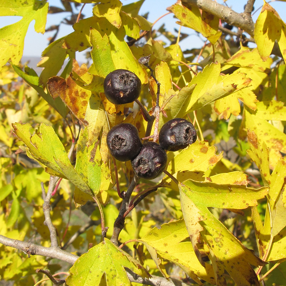 Изображение особи Crataegus atrofusca.