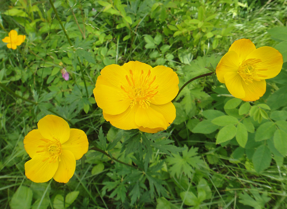 Image of Trollius ledebourii specimen.