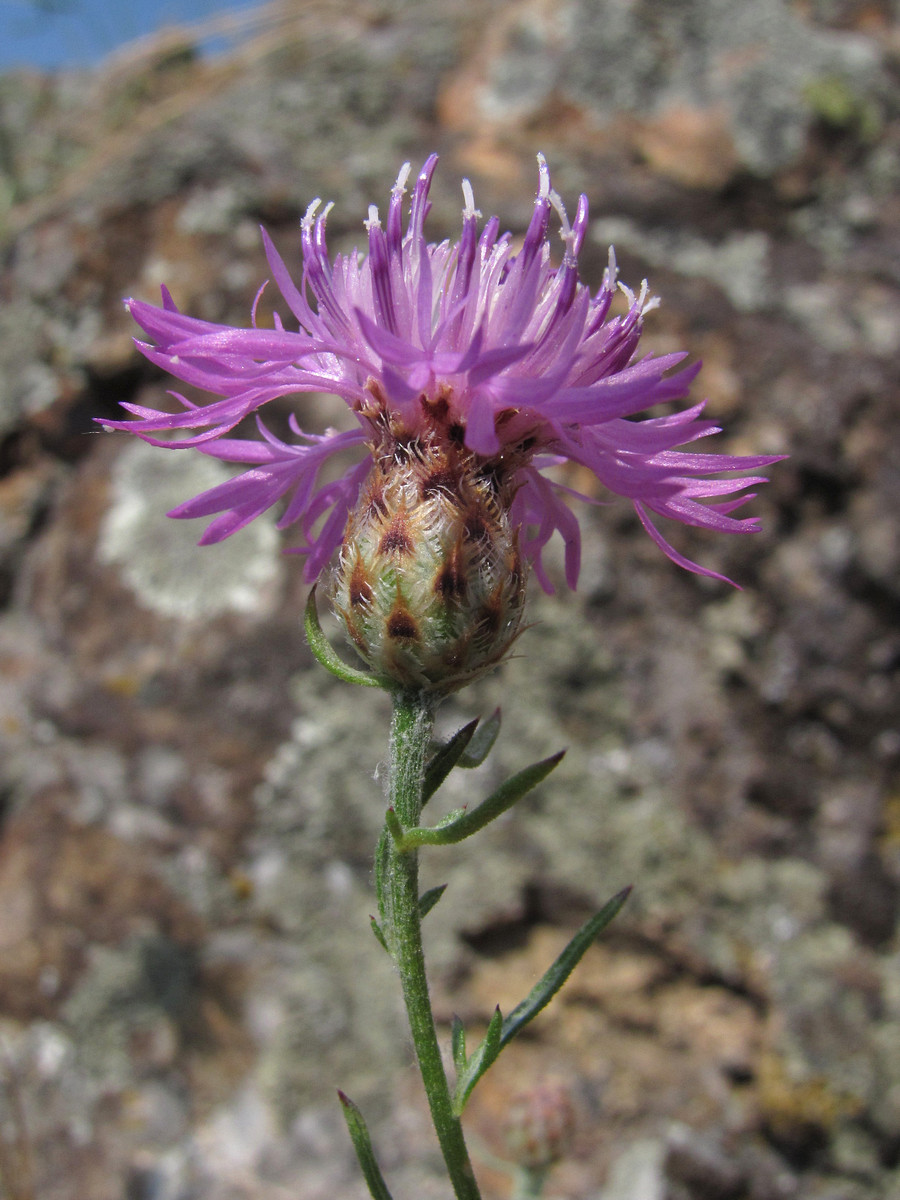 Image of Centaurea caprina specimen.