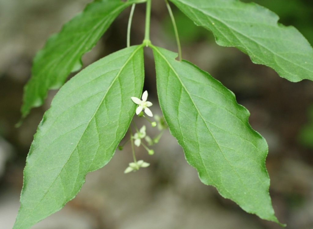 Изображение особи Euonymus latifolius.