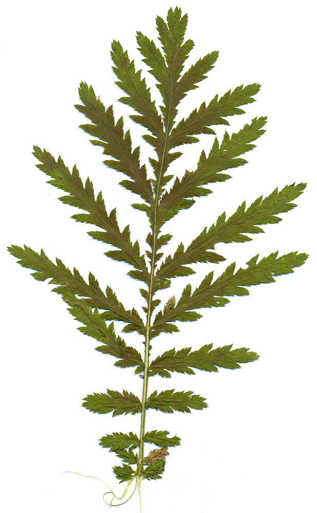 Изображение особи Tanacetum vulgare.
