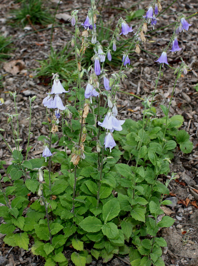 Image of genus Adenophora specimen.