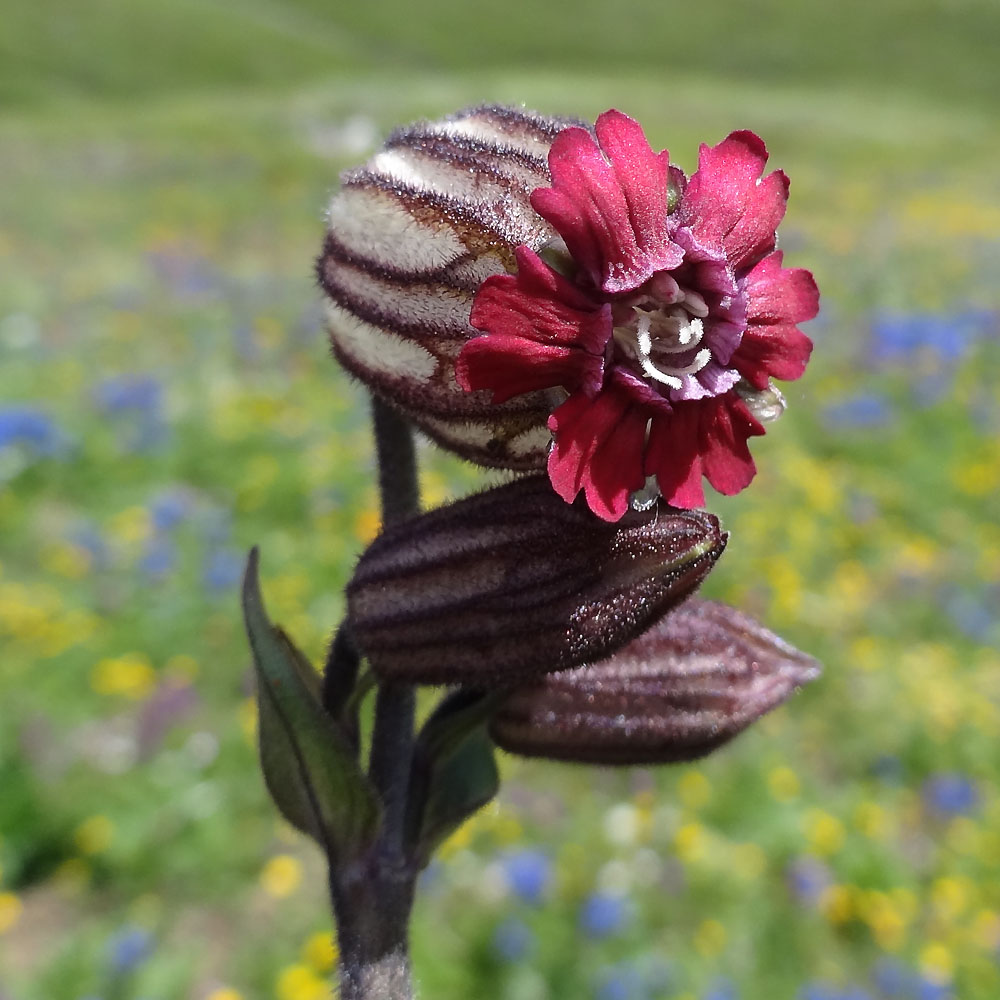 Изображение особи Gastrolychnis tristis.