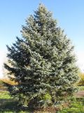 Picea pungens форма glauca. Плодоносящее растение. Краснодарский край, окр. г. Крымск, территория ОСС. 21.10.2013.