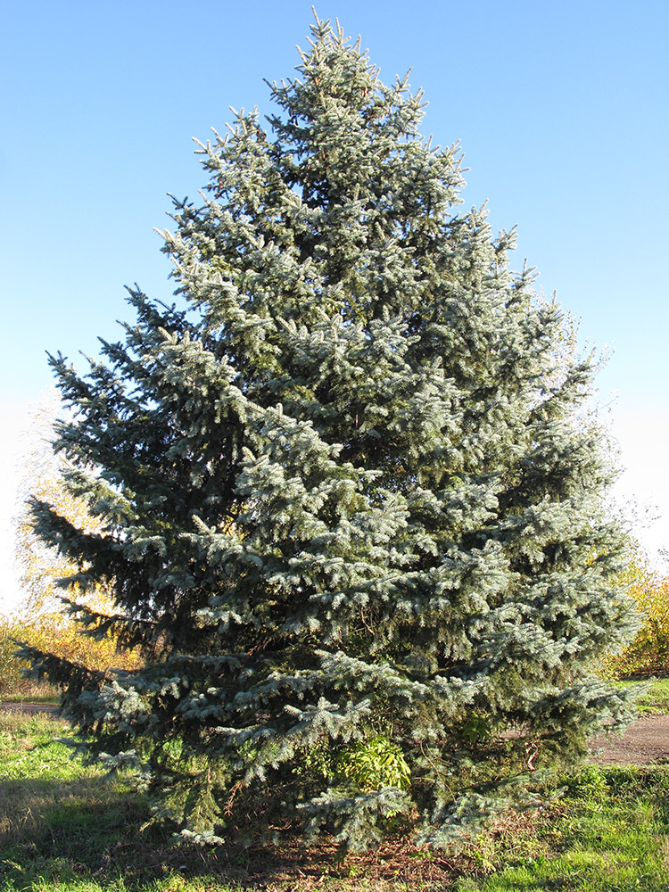 Image of Picea pungens f. glauca specimen.