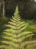 Pteridium aquilinum. Часть вайи (тыльная сторона). Краснодарский край, окр. г. Геленджик, щель Прасковеевская, скальнодубово-можжевеловый лес на склоне горы. 21.09.2013.