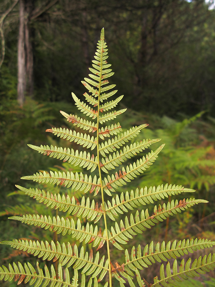 Изображение особи Pteridium aquilinum.