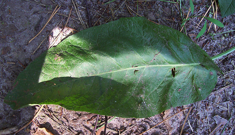 Изображение особи Rumex obtusifolius.