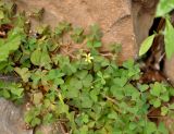 Oxalis corniculata