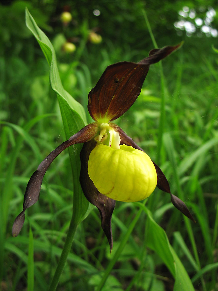 Image of Cypripedium calceolus specimen.