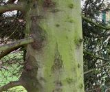 genus Abies. Средняя часть ствола. Германия, г. Кемпен, в культуре. 28.02.2014.