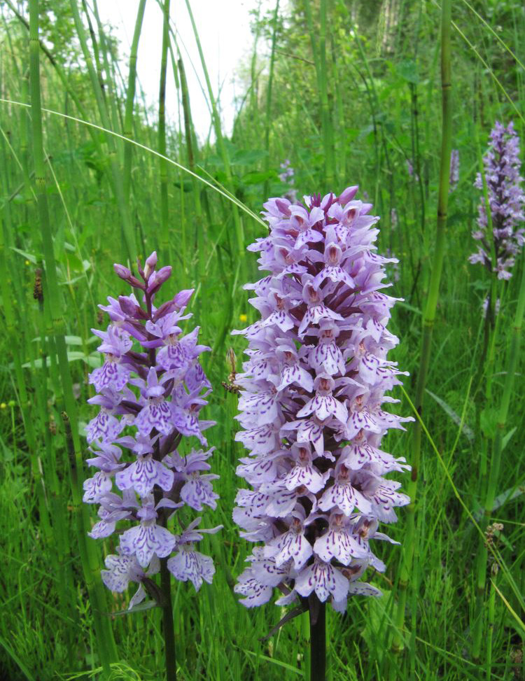 Изображение особи Dactylorhiza fuchsii.