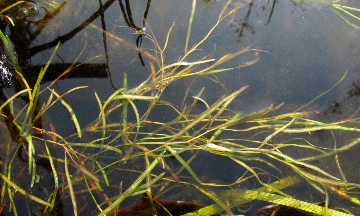 Изображение особи Potamogeton berchtoldii.