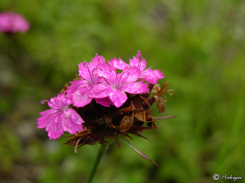 Image of Dianthus capitatus specimen.