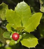 Quercus coccifera