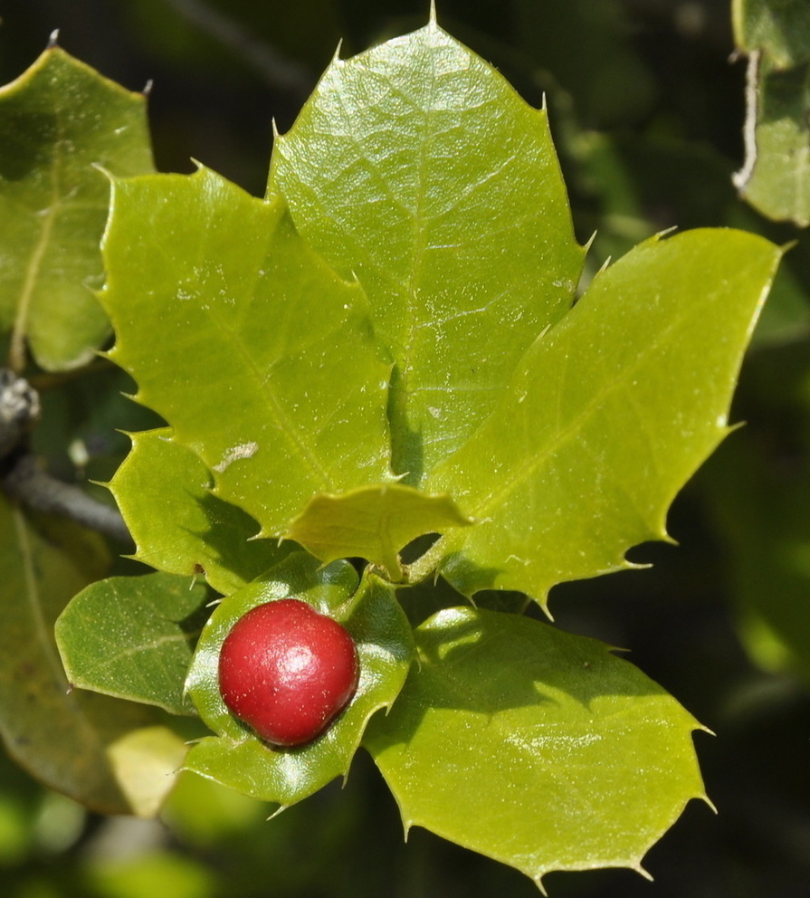 Image of Quercus coccifera specimen.